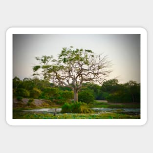 Tree of Life / Swiss Artwork Photography Sticker